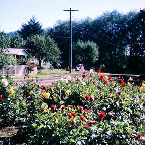 LaRue McGuire Slide Collection